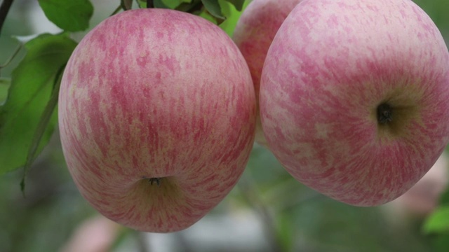 苹果种植园视频素材