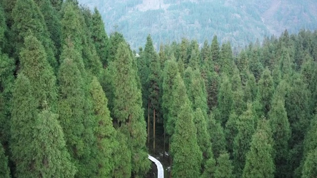 茂密的绿色森林中有一条小路视频素材