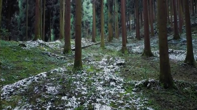 茂密的绿色森林内部笔直的大树视频素材
