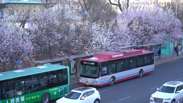 大连春天掩映在桃花盛开下的公交车站视频素材