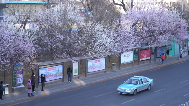 大连春天掩映在桃花盛开下的公交车站视频素材