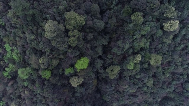 原始森林云海视频素材