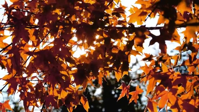 阳光透过树叶稀稀疏疏的星芒射线视频素材