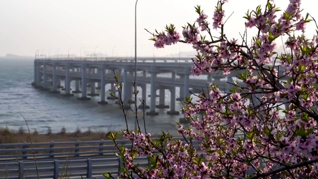 春暖花开时节的大连星海湾大桥视频素材
