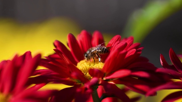 红色菊花上蜜蜂采蜜视频素材