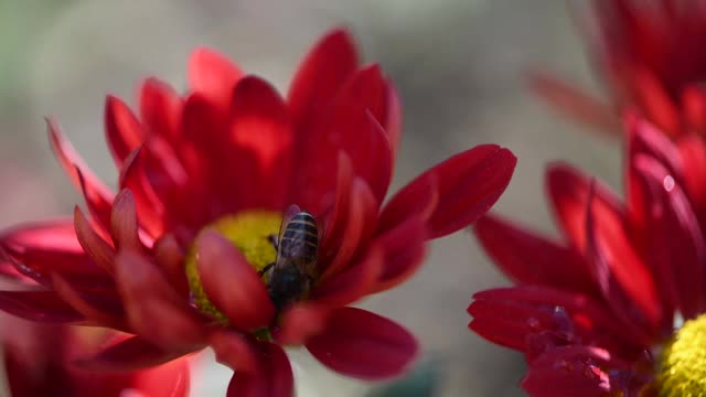 红色菊花上采蜜的蜜蜂视频素材