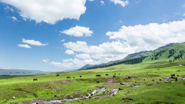 夏季中国新疆那拉提草原上一群骏马在溪流边吃草视频下载