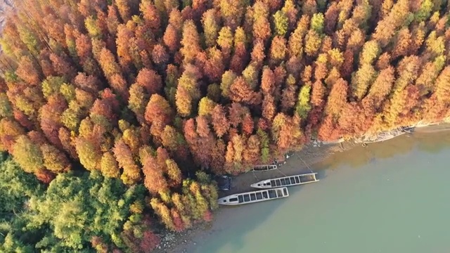 中山市阜沙镇郊秋冬天的五彩斑斓的水杉林视频素材