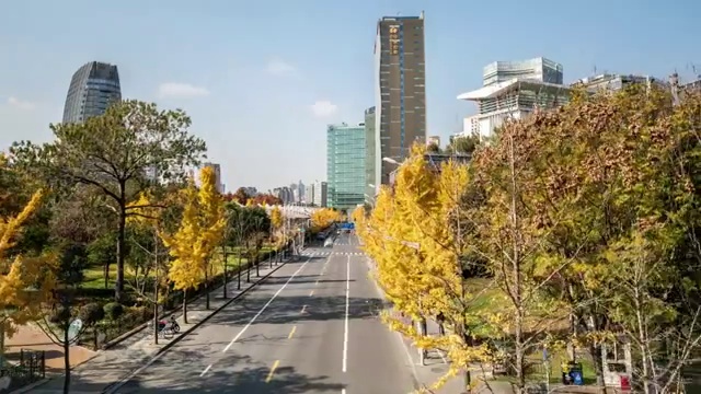 江滨路银杏 背景绿地酒店视频素材