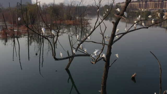江面枯树上的白鹭视频素材