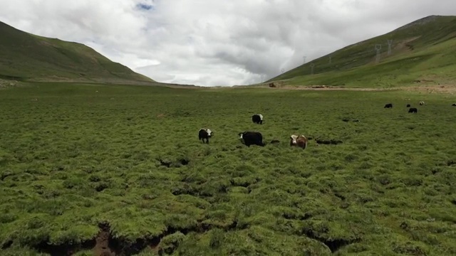 西藏山南市野外无人区草原牦牛牧场视频素材