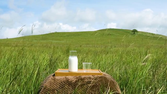 草原上的牛奶特写视频下载