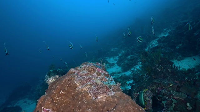 水下摄影神奇的海底世界马夫鱼视频素材
