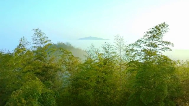 竹海晨雾视频素材