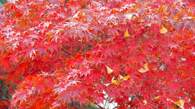 秋天公园里的一棵红枫树视频下载