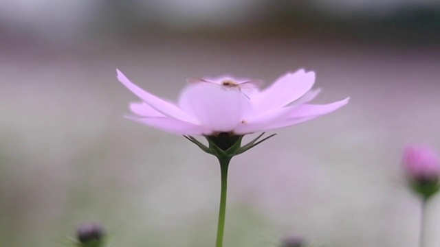 野菊花与蜜蜂视频素材