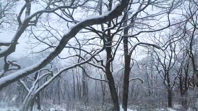冬季航拍黄山雪景黄山五绝黄山冬雪雾凇视频下载
