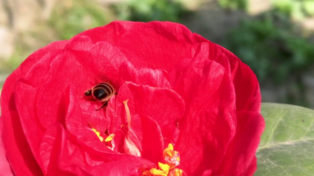 春天蜜蜂在花瓣中采粉视频素材