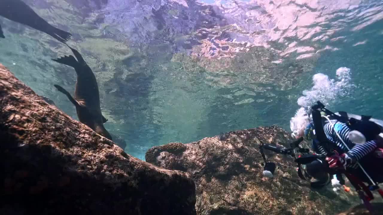 水下摄影师在神奇神秘的海底世界与海狮同游视频素材
