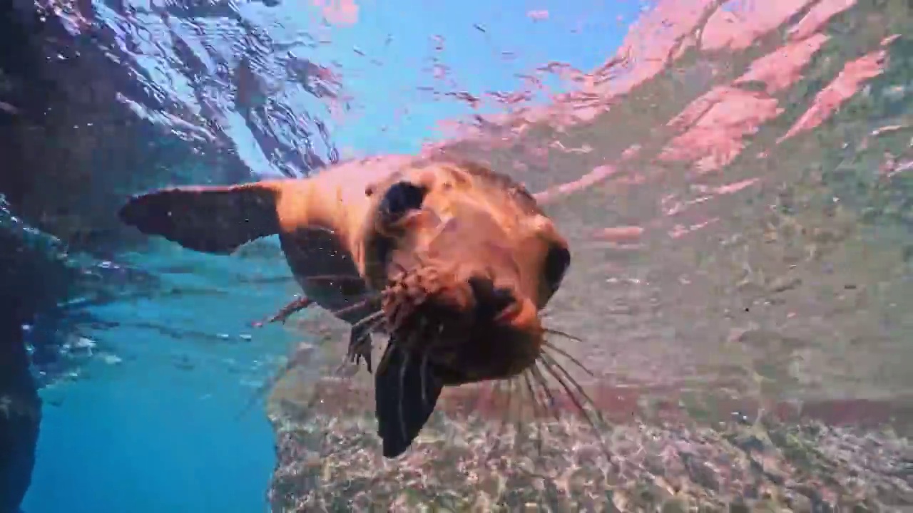 在神奇神秘的海底世界玩耍的海狮群视频素材