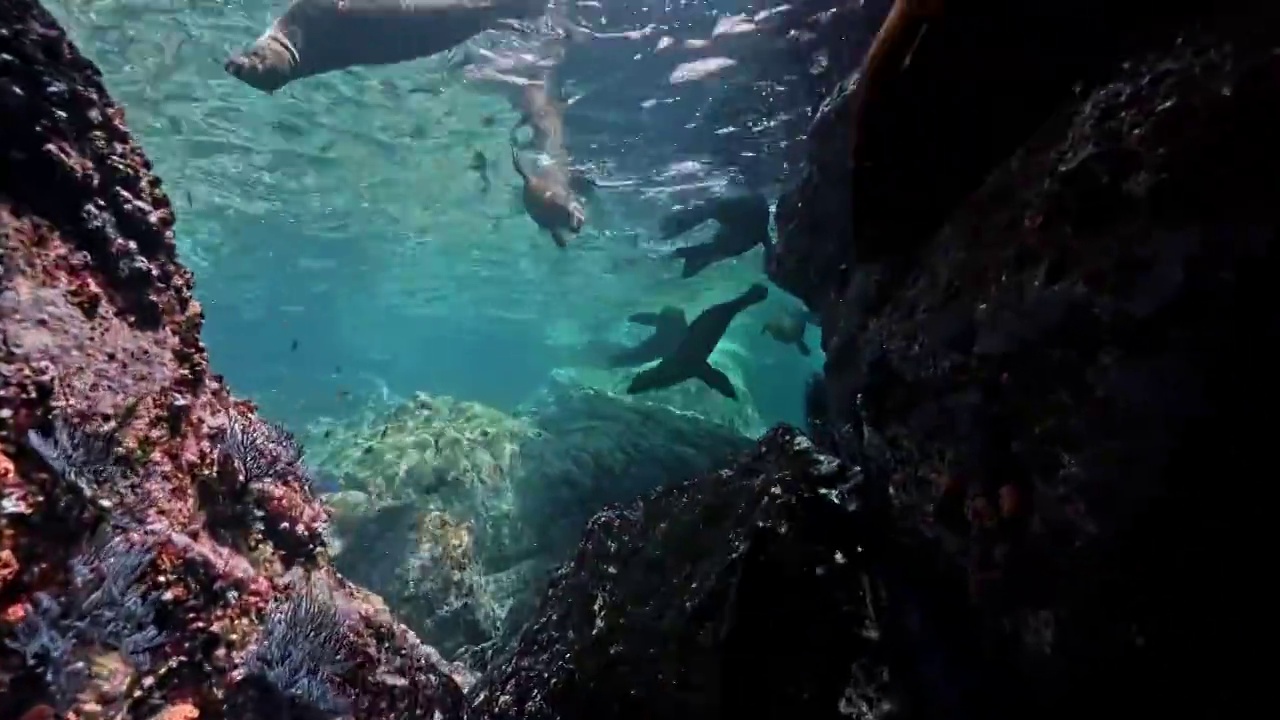 在神奇神秘的海底世界玩耍的海狮群视频下载