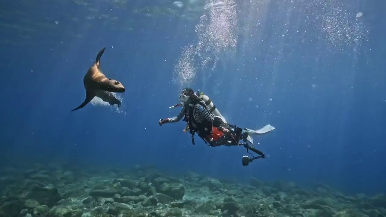 水下摄影师在神奇神秘的海底世界与海狮同游视频下载