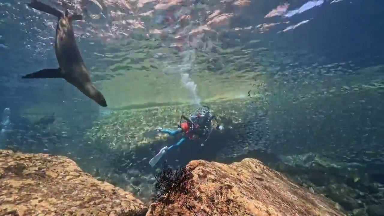 水下摄影师在神奇神秘的海底世界与海狮同游视频素材