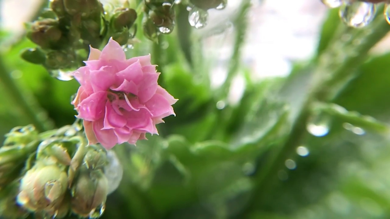 淋水的花卉和水珠视频下载