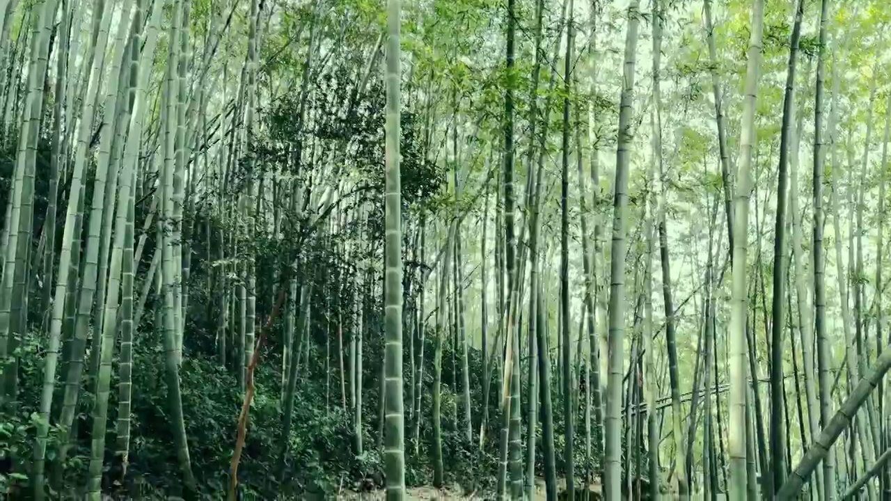 竹海 竹林视频素材