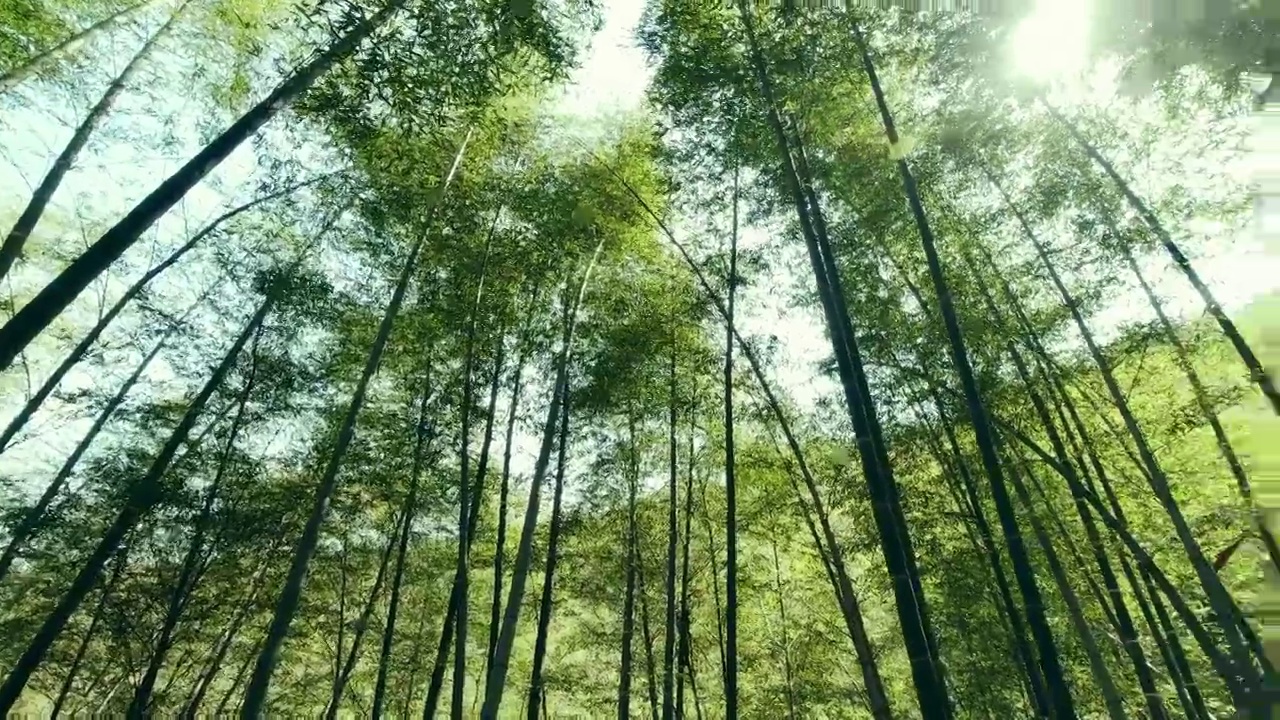 竹海 竹林视频素材