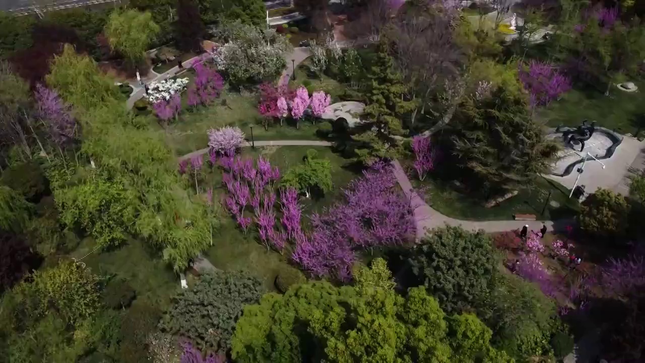 春回紫荆山视频素材
