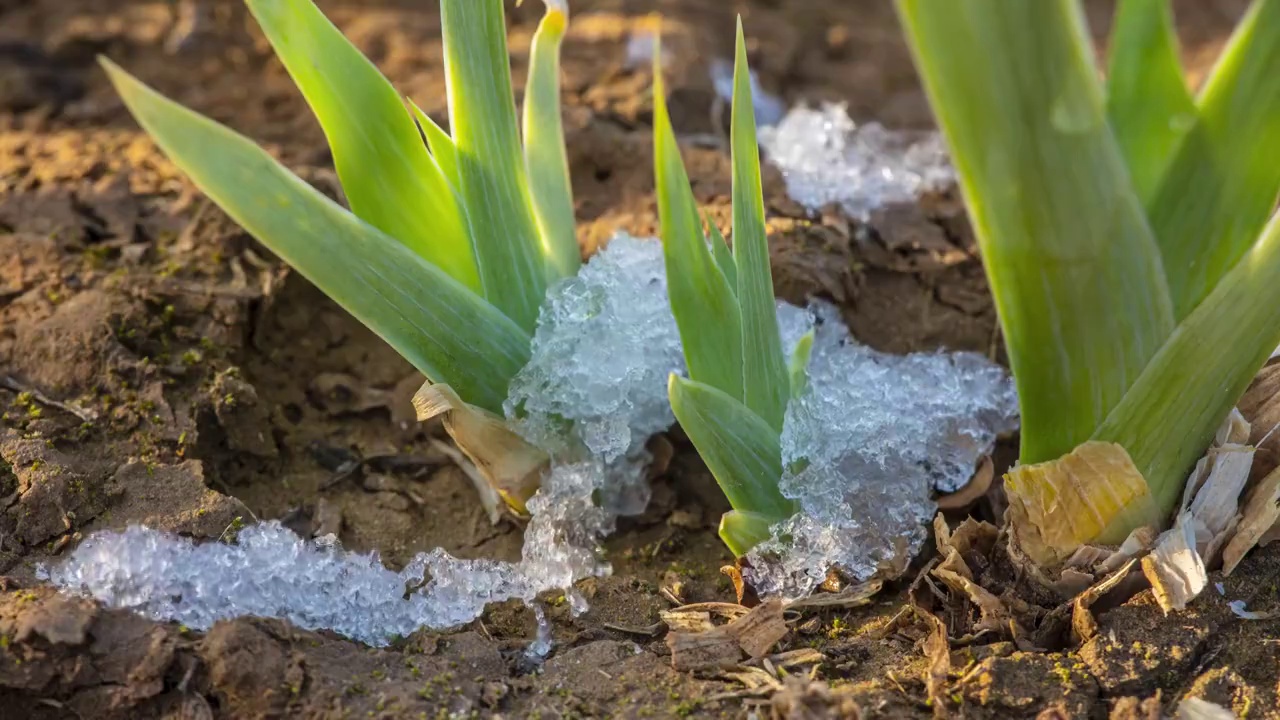 冰雪融化在春天视频素材
