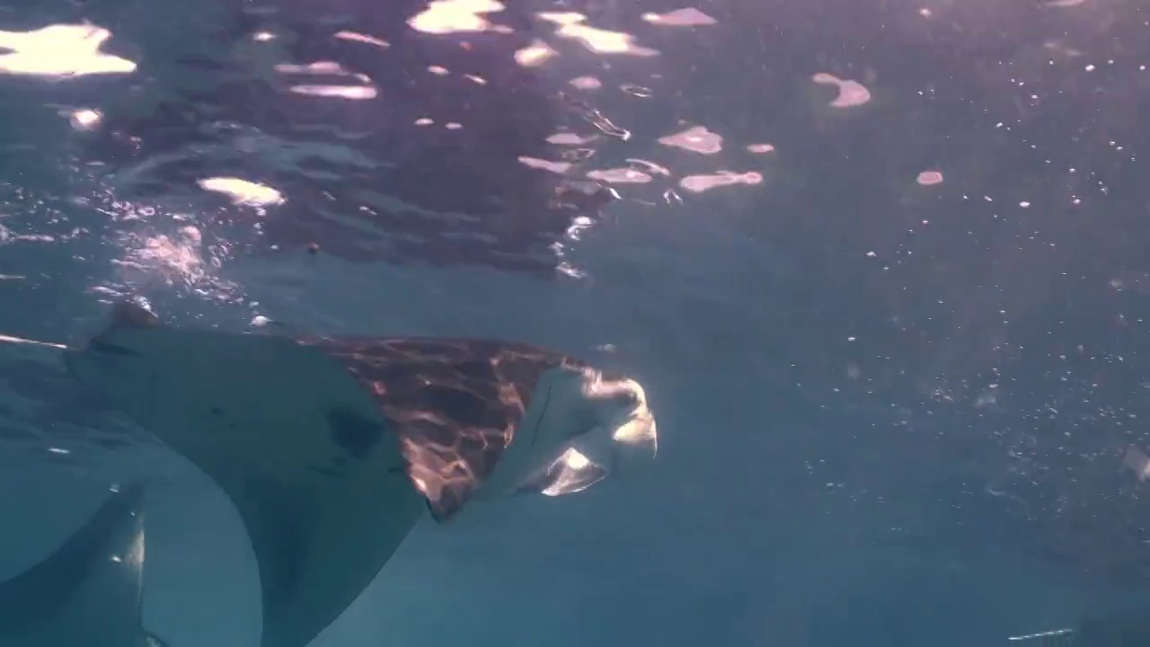 水下摄影神奇神秘的海底世界Manta群视频素材