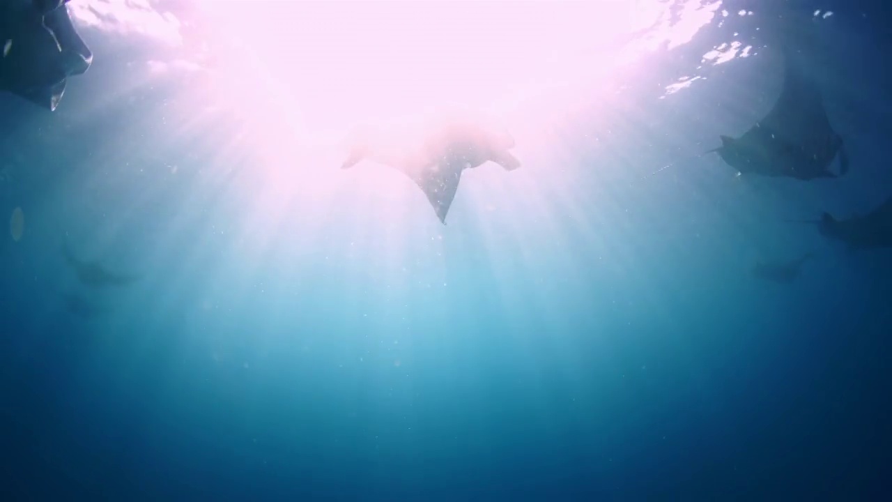 水下摄影神奇神秘的海底世界Manta群视频购买