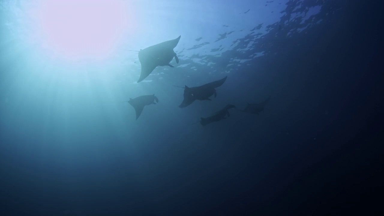 水下摄影神奇神秘的海底世界Manta群视频素材