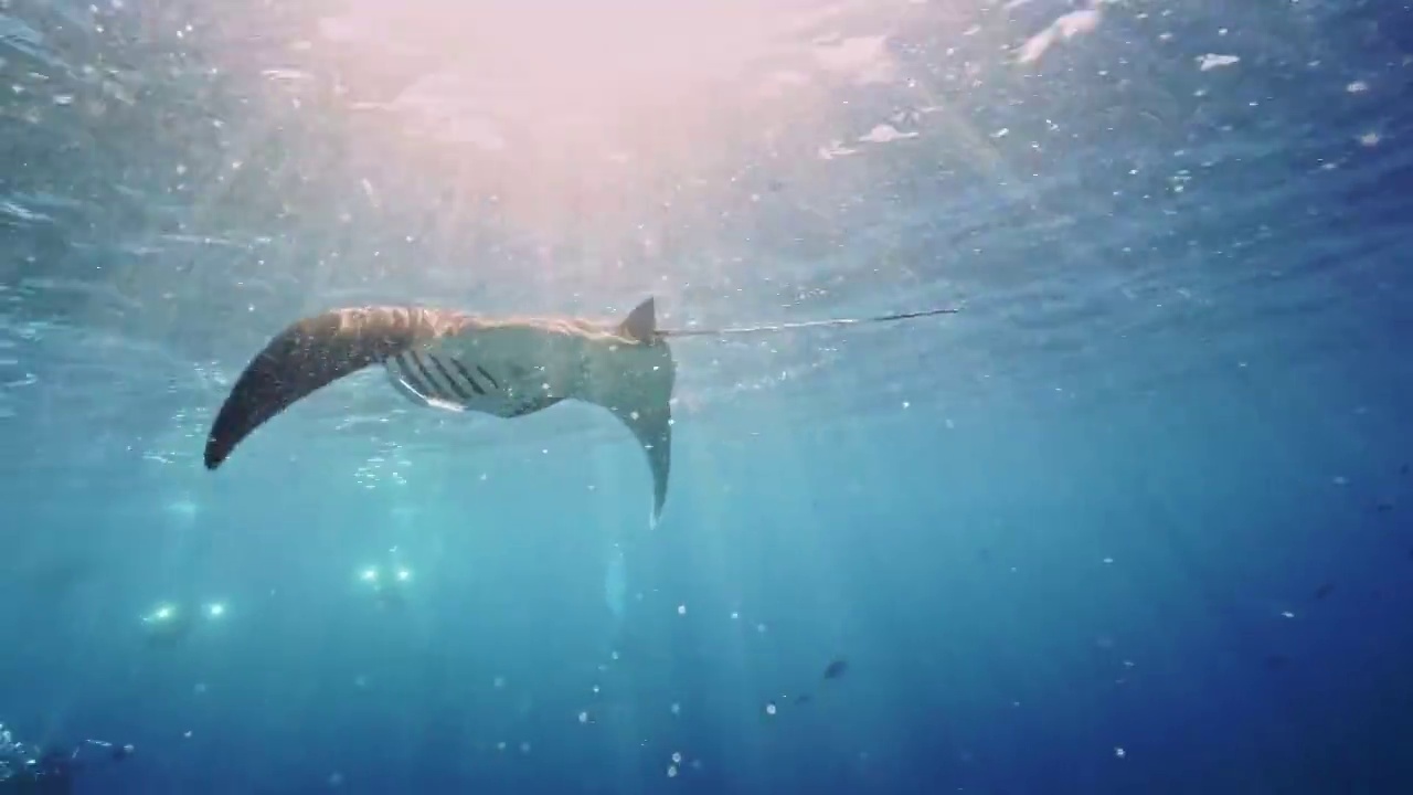 水下摄影神奇神秘的海底世界Manta群视频下载