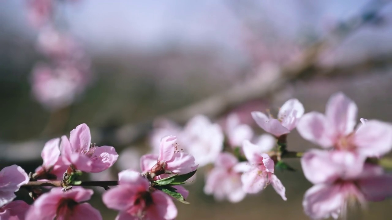 春天盛开的桃花视频素材