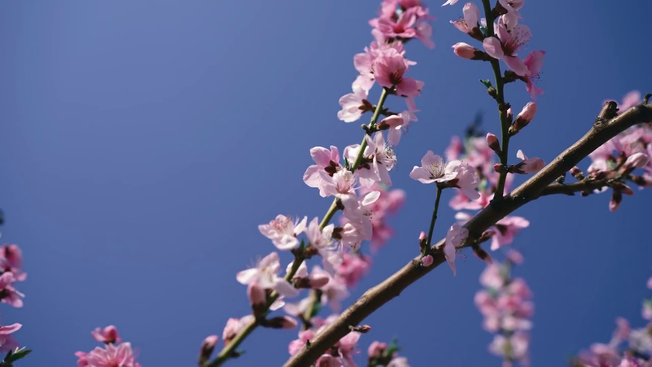 春天盛开的桃花视频素材