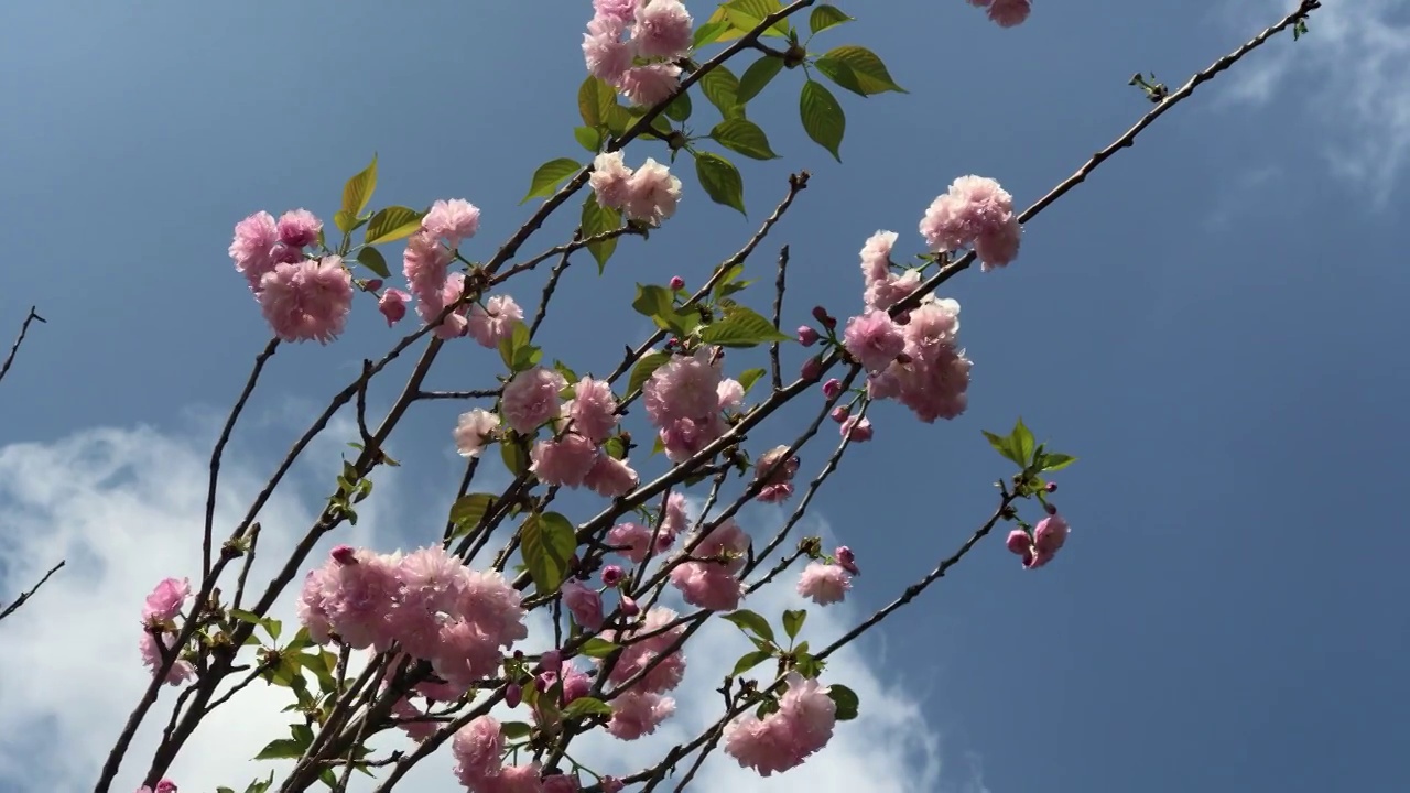 粉红色桃花树视频下载