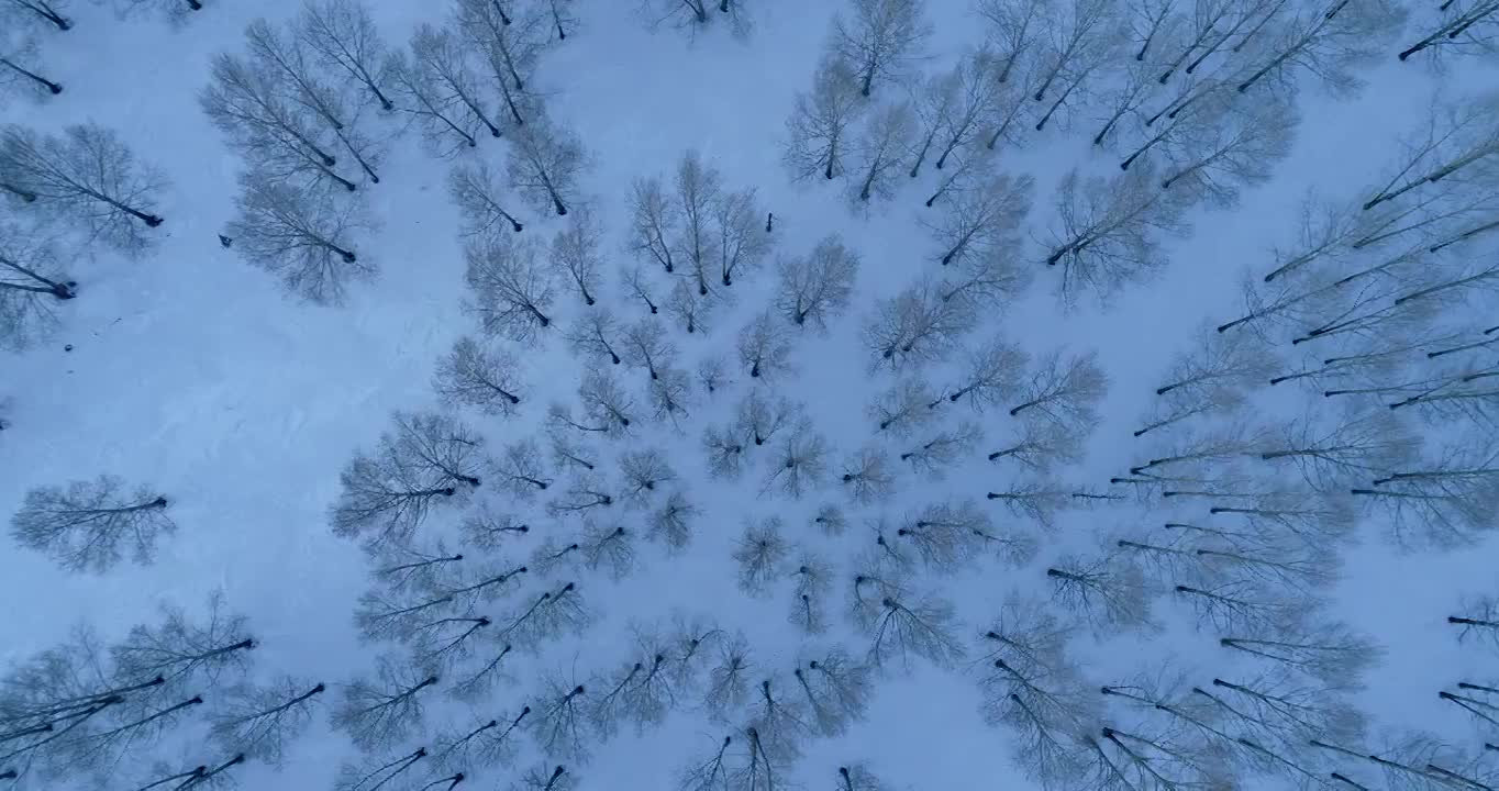 航拍林海雪原树林雪景视频素材
