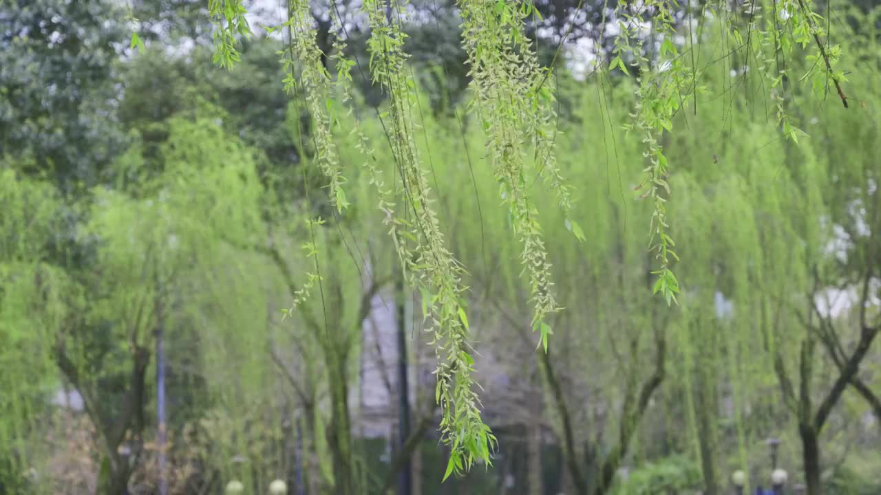 微风吹动绿色的柳树枝视频素材