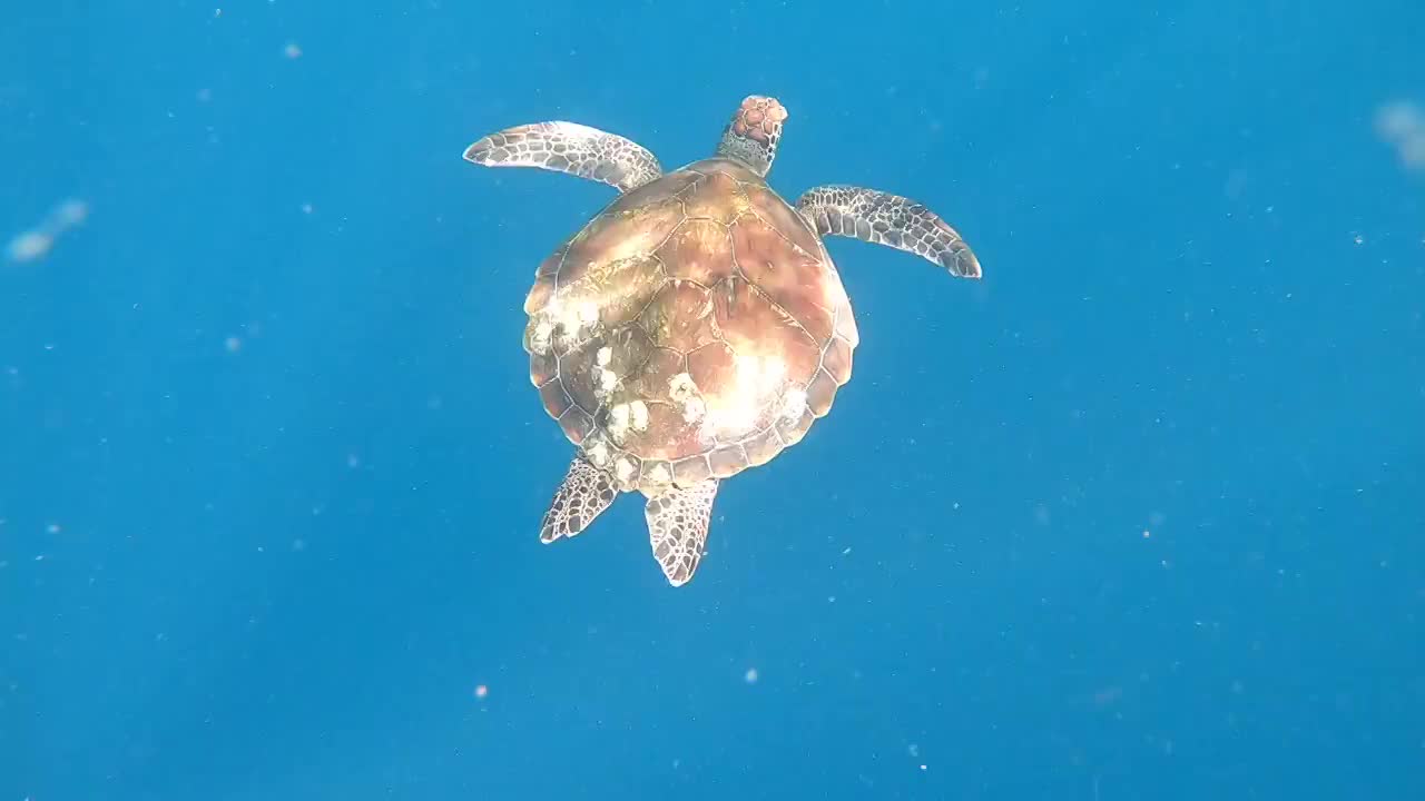 巴里卡萨岛的海龟视频下载