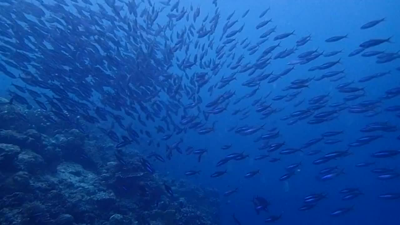 诗巴丹鱼群风暴后的鲨鱼视频素材