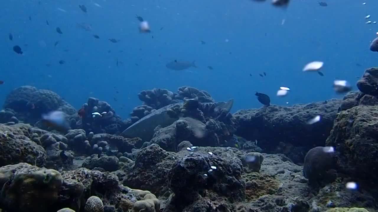 诗巴丹的海龟视频素材