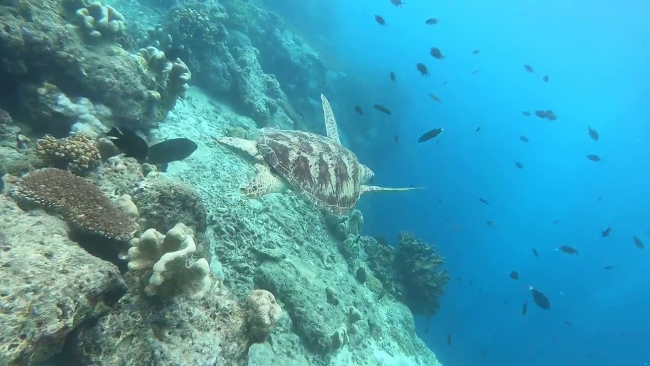 诗巴丹的海龟在游动视频素材