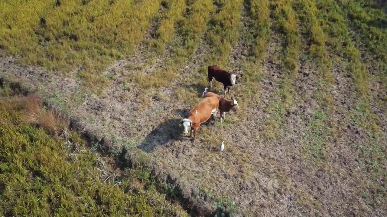 航拍农牧畜牧业草原养殖奶牛视频素材