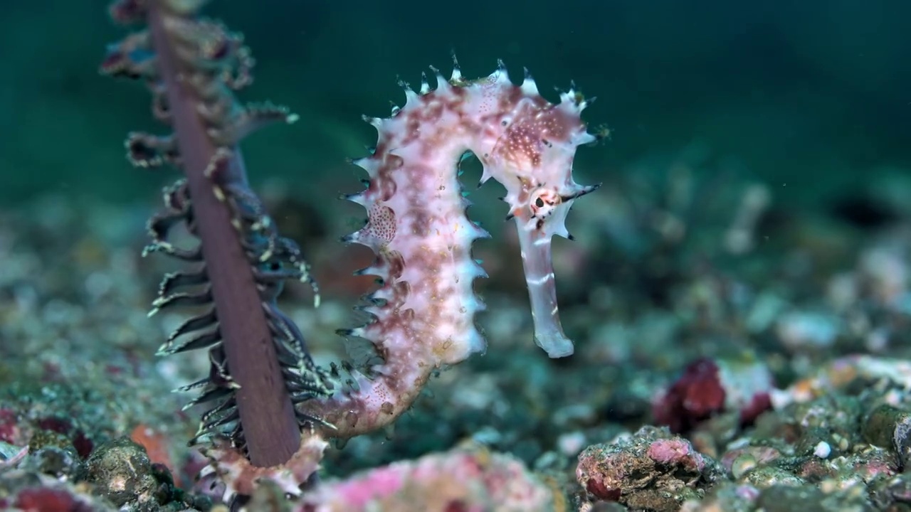 水下摄影水下摄影神奇神秘的海底世界海马视频下载