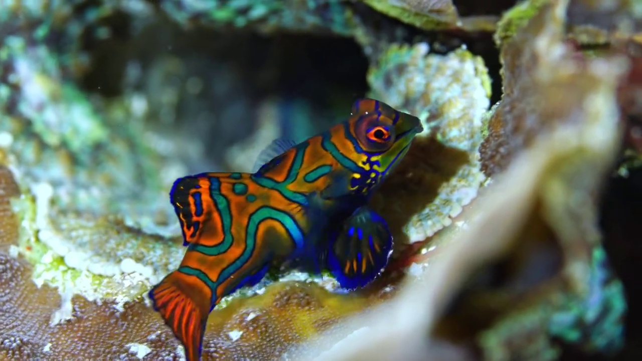 水下摄影神奇神秘的海底世界麒麟鱼视频下载