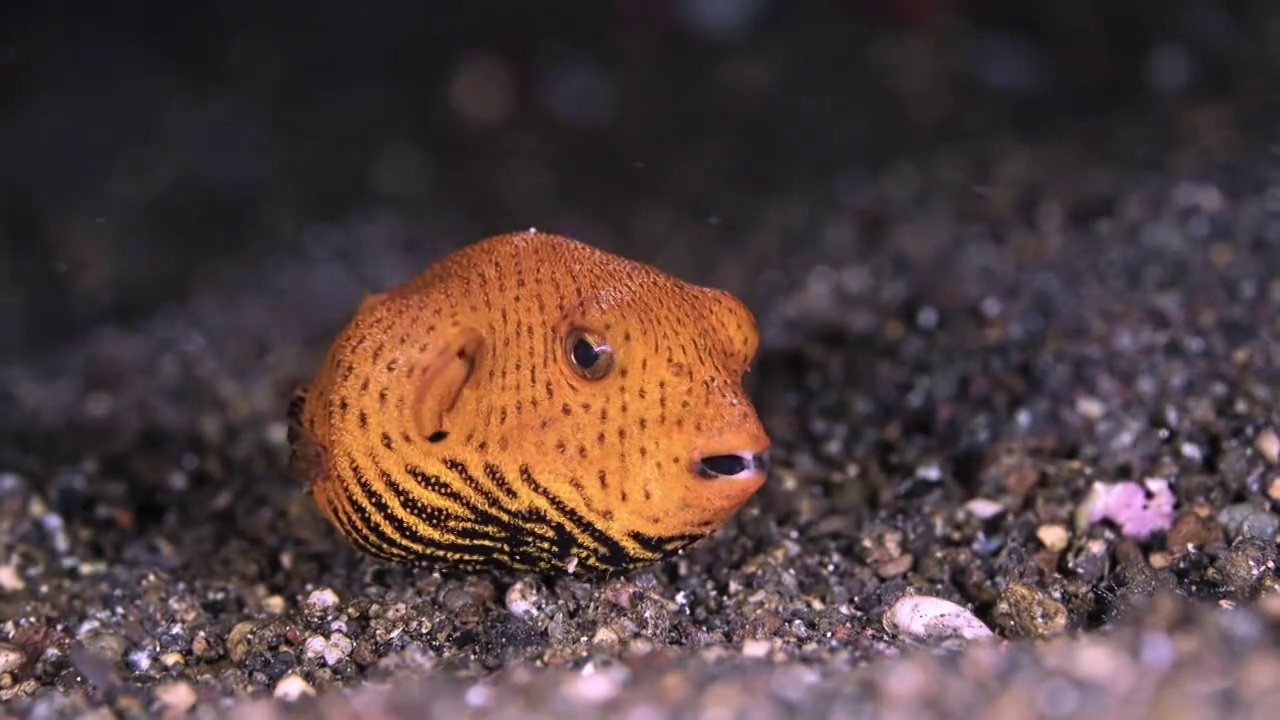 水下摄影神奇神秘的海底世界鲀类鲀鱼视频下载