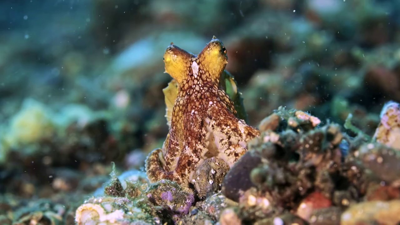 水下摄影神奇神秘的海底世界章鱼八爪鱼视频下载